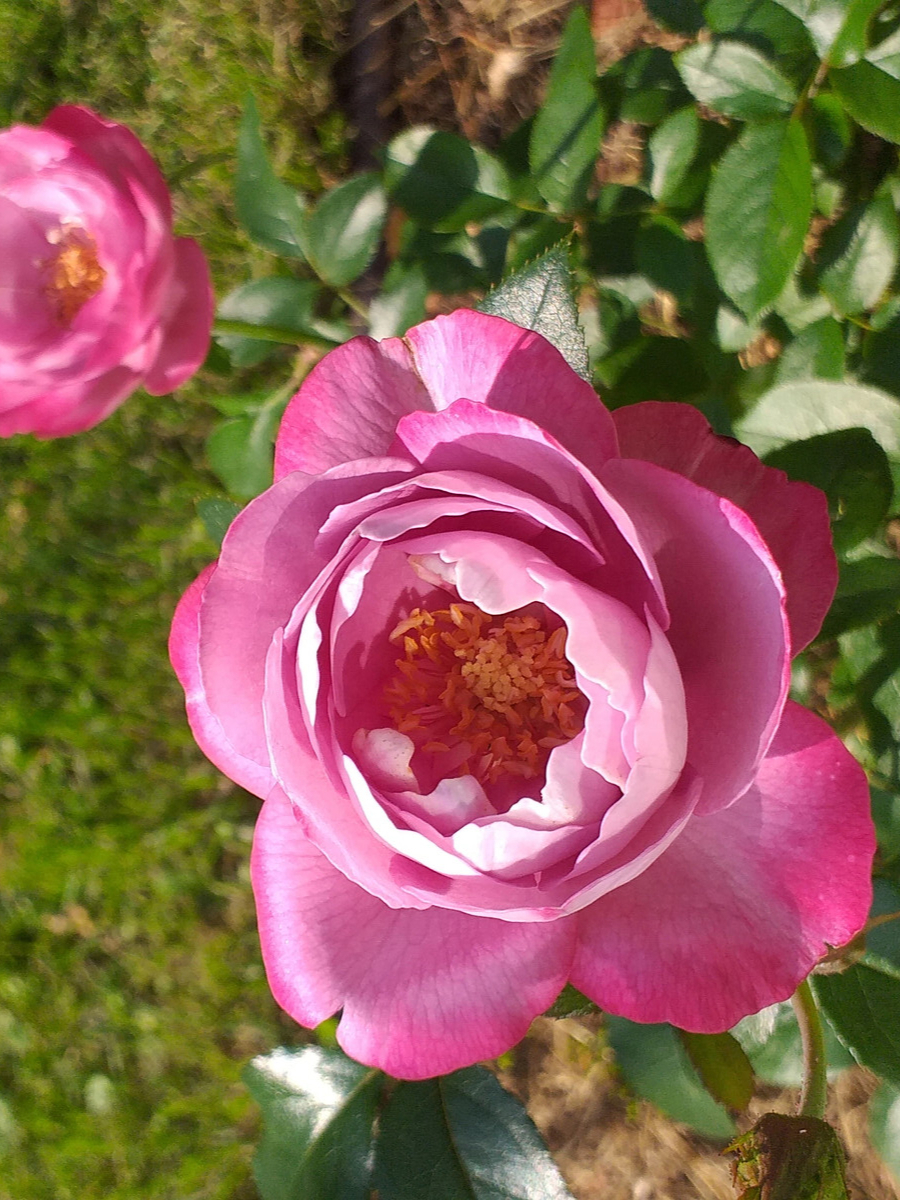 буль де парфюм2_edited_edited