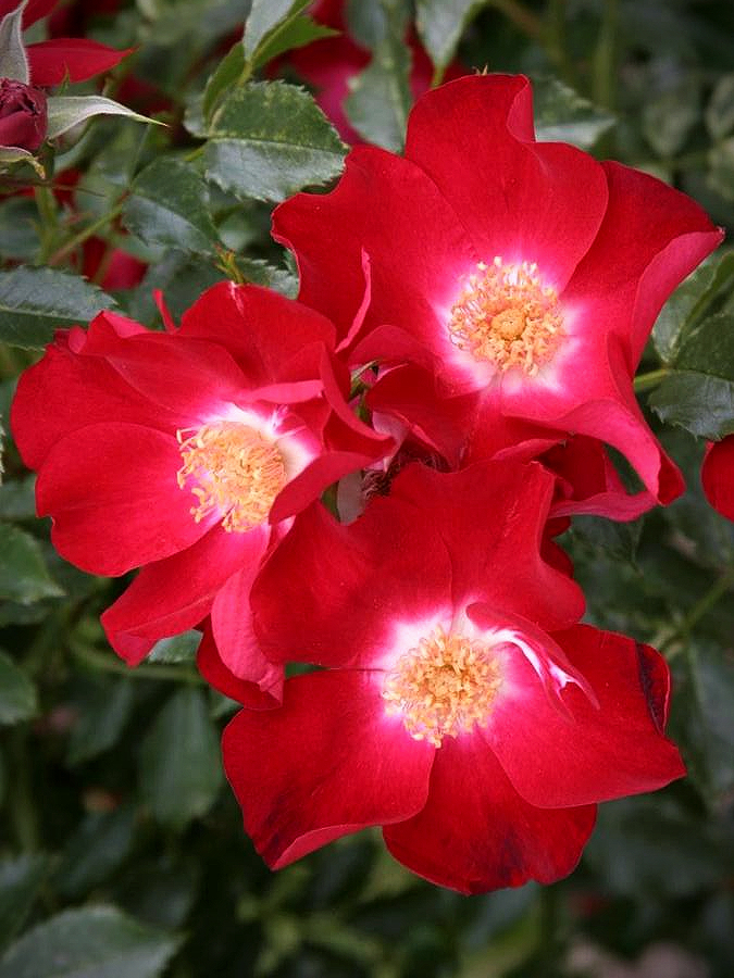 Дортмунд 4_edited_edited