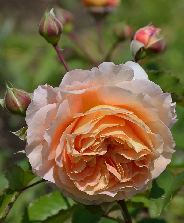 джеф л артист1