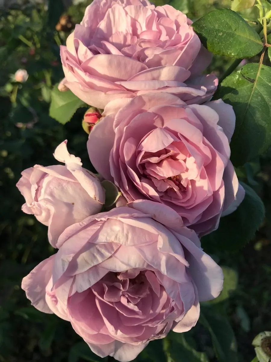 голубой шторм_edited