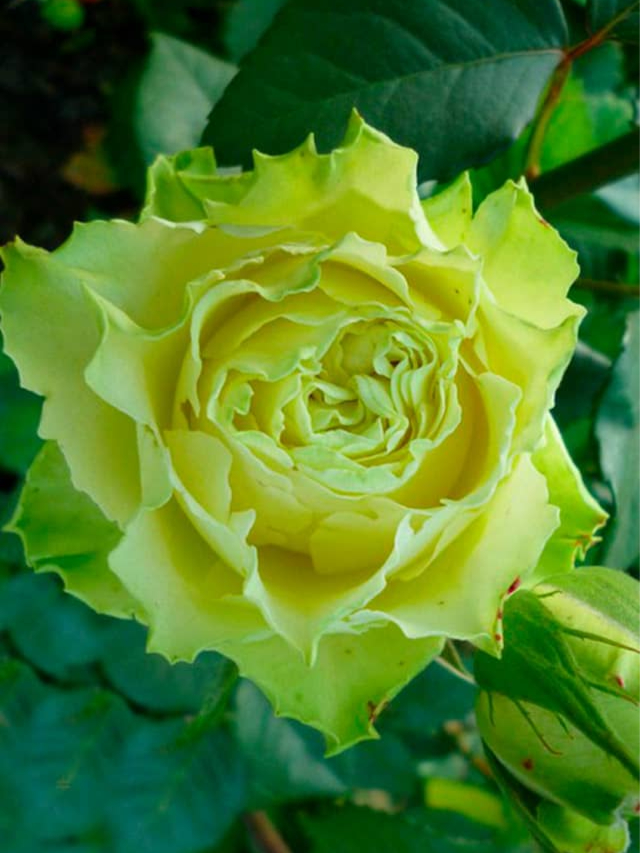 грин планет_edited_edited