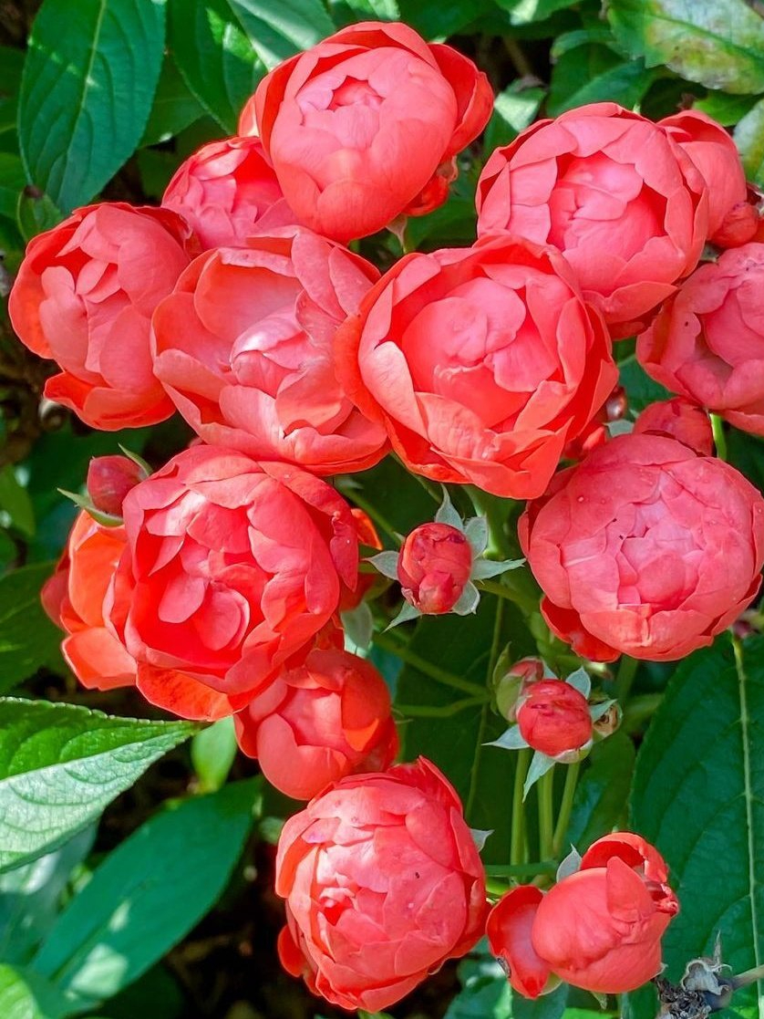 оранж морсдаг3_edited