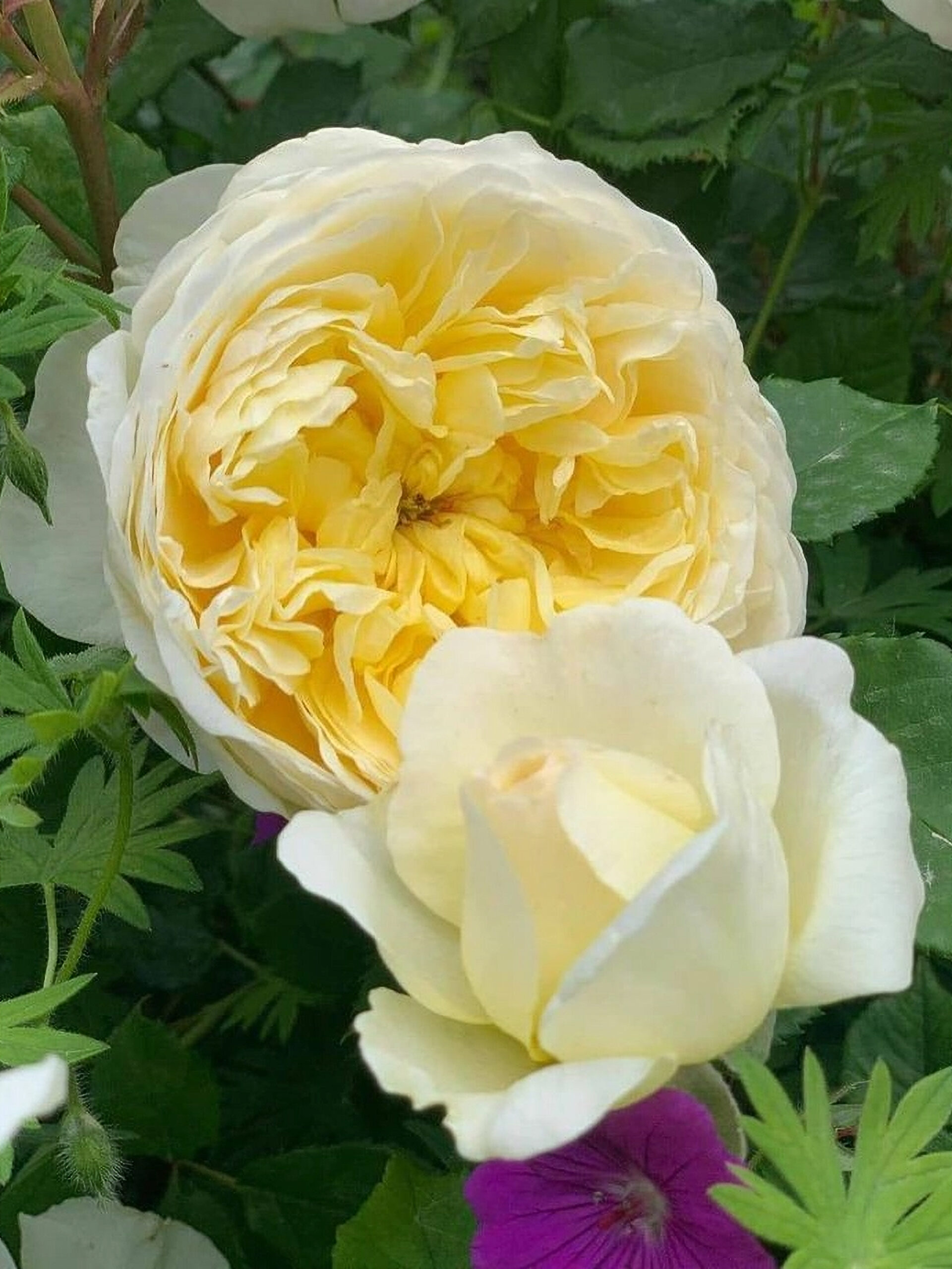 зе поэтс вайф2_edited_edited